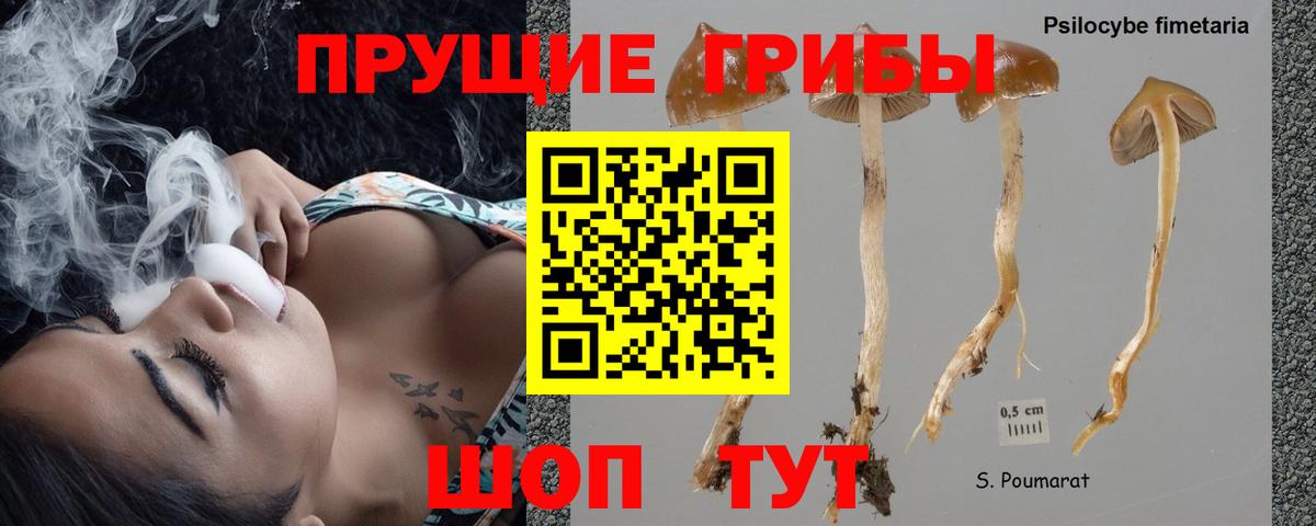 Тихвин  Псилоцибиновые грибы Psilocybine cubensis  Вход с VPN 